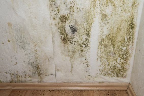 Top Ways to Identify and Eliminate Mold After Water Damage