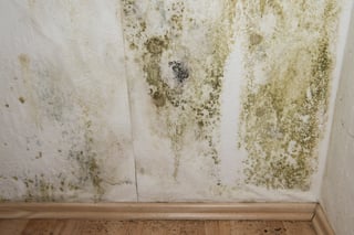 mold damage in house