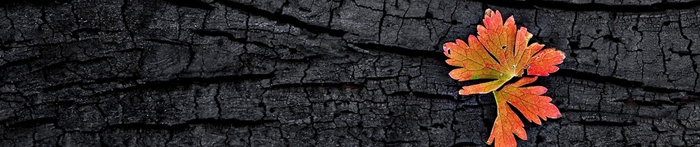 default-banner.jpg