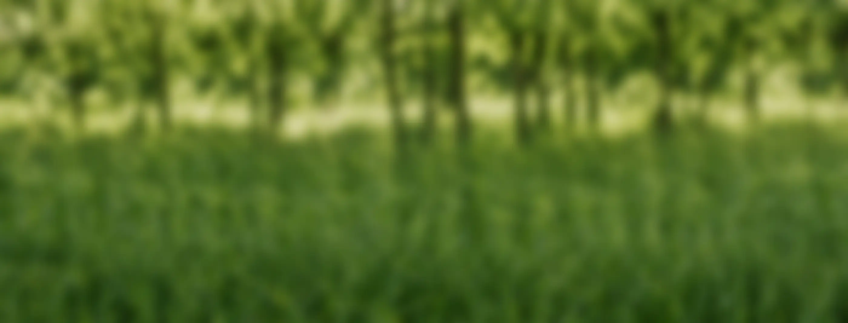 david_stroy_bg